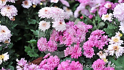 Chrysanthemum flowers Stock Photo